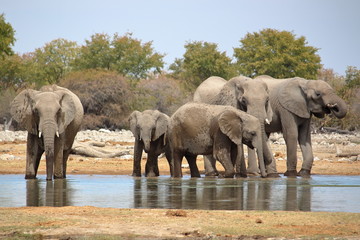 Elephants watering in Etosha, Namibia.
