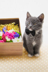 Fototapeta na wymiar Gray kitten sitting next to a box of flowers. Valentine's Day