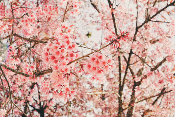 Fototapeta premium Wild himalayan cherry flower with filter effect retro vintage st