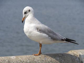 Obraz premium Thai Seagull on the wall