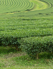 Fototapeta na wymiar image of Tea field at Boon Rawd Farm is one of the largest tea p