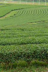 Fototapeta na wymiar image of Tea field at Boon Rawd Farm is one of the largest tea p
