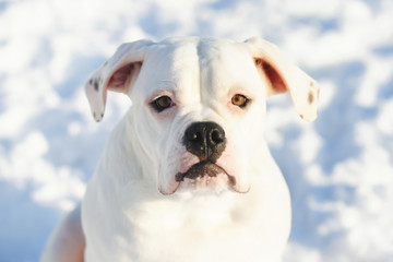 Obraz premium The portrait of American Bulldog at sunny winter weather