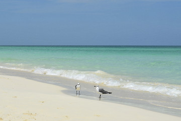 Couple of birds on the beach of Cayo Santa Maria (Villa Clara, Cuba), characterised by white sand and turquoise, clear waters.
