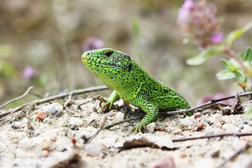 green lizard sitting on the earth.