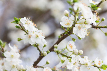 Obraz premium Spring flowering cherry. Background with flowers of cherry tree