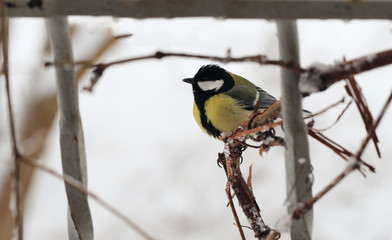 Fototapeta premium Titmouse in snowy weather