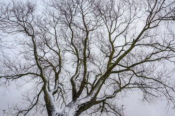 winter tree without leaves low angle view