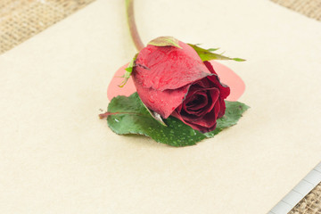 Red roses are placed on old book.