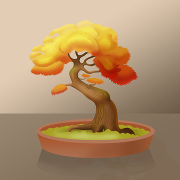 maple bonsai