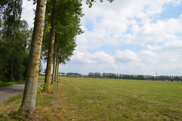 Lichens on stem of poplar tree in row lining road and meadow