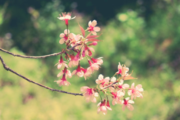 Wild himalayan cherry flower with filter effect retro vintage st