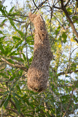 Fototapeta na wymiar bird's nest