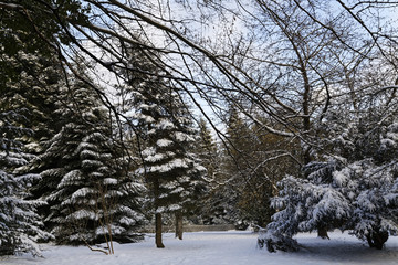 winter in the forest