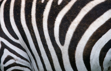 Fototapeta na wymiar Fragment of zebra skin. Kenya. Tanzania. National Park. Serengeti. Maasai Mara. An excellent illustration.