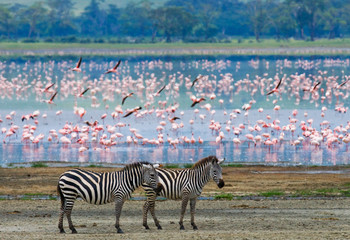 Two zebras in the background flamingo. Kenya. Tanzania. National Park. Serengeti. Maasai Mara. An excellent illustration. © gudkovandrey