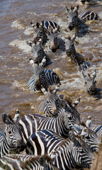 Naklejka na ściany i meble Group zebra crossing the river Mara. Kenya. Tanzania. National Park. Serengeti. Maasai Mara. An excellent illustration.