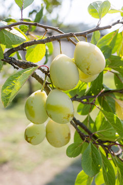 Yellow plum on a tree