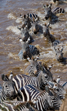 Group zebra crossing the river Mara. Kenya. Tanzania. National Park. Serengeti. Maasai Mara. An excellent illustration.