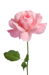 Fototapeta premium Beautiful fresh pink rose isolated on white background