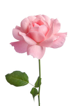 Fototapeta Beautiful fresh pink rose isolated on white background