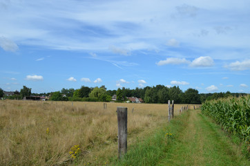 Obraz premium Grassy walking trail through rural area with grassland and corn field