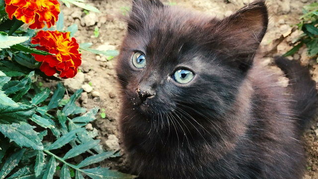 Black cat shat in a bed of flowers then looked into the camera scared and ran away.