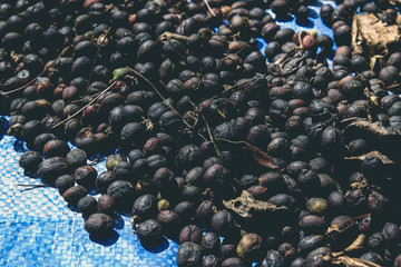 Obraz premium dried berries coffee with filter effect retro vintage style
