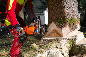 Lumberjack cutting tree in forest