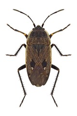 Bug Graptopeltus lynceus