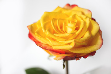 Yellow Rose close-up.