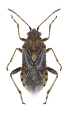 Bug Stictopleurus crassicornis
