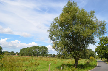 Fototapeta premium Lonely willow tree in meadow in rural Flanders