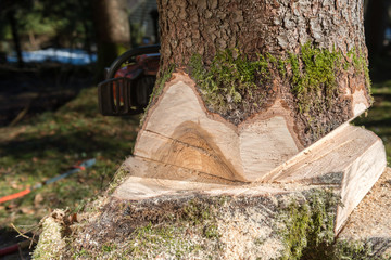 Fototapeta premium Lumberjack cutting tree in forest