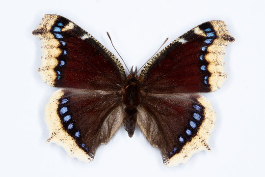 Camberwell Beauty, Nymphalis antiopa butterfly