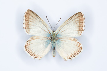 Fototapeta na wymiar Spanish Chalk-hill Blue butterfly on white