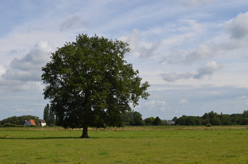 Lonely oak tree in meadow in rural Flanders