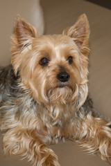 Beautiful and nice Yorkshire terrier resting on a couch