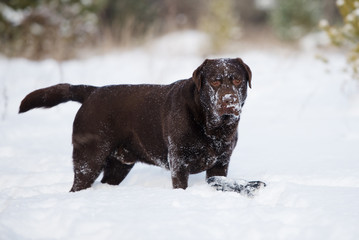 brown labrador dog outdoors in winter