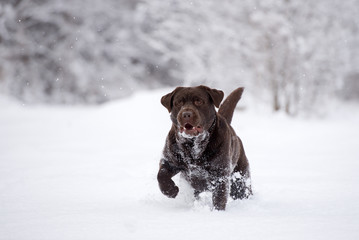 brown labrador dog walking outdoors in winter 