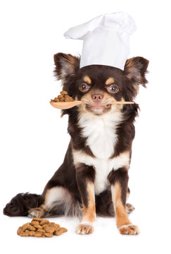 funny dog cook tasting food