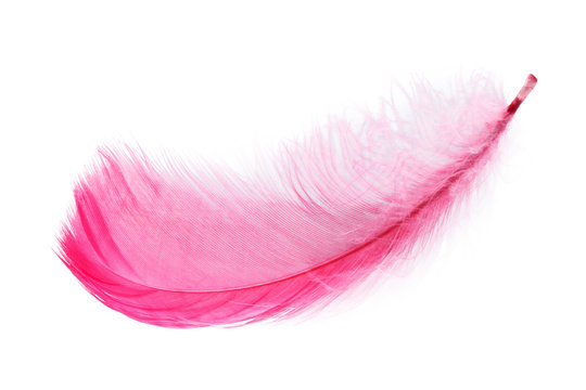 Pink Feather White