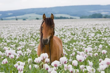 Fototapeten Porträt eines braunen Pferdes auf dem Mohnfeld © lenkadan