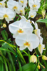 Obraz na płótnie Canvas Close up white orchid flower in the garden