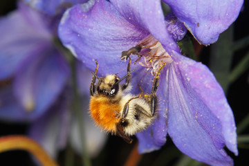 Common Carder-bee (Bombus pascuorum)