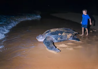 Zelfklevend Fotobehang Schildpad De jongen kijkt naar de terugkeer naar de lederschildpad in de Atlantische Oceaan