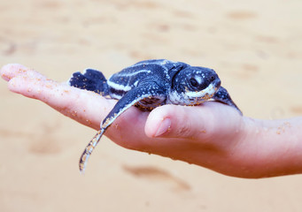 Pas geboren baby Lederschildpad ( Dermochelys coriacea) op een