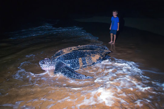 The child looks at returning to the Atlantic Ocean leatherback t