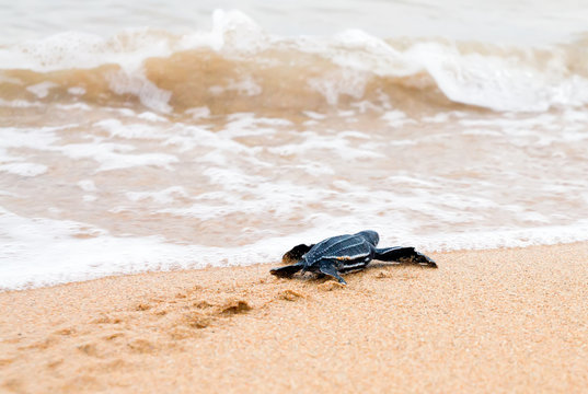 Just born baby leatherback turtles crawled to the surf