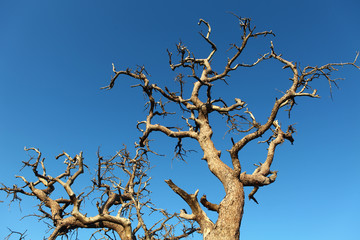 Arbre sur ciel bleu